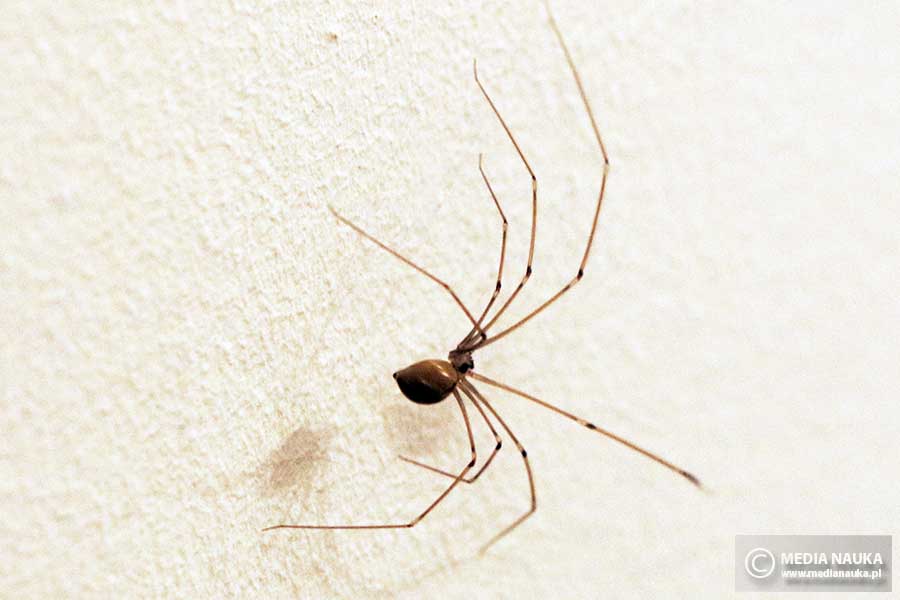 nasosznik trzęś (Pholcus phalangioides)