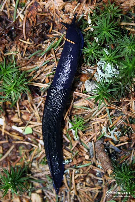 pomrów błękitny (Bielzia coerulans)