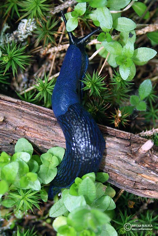 pomrów błękitny (Bielzia coerulans)