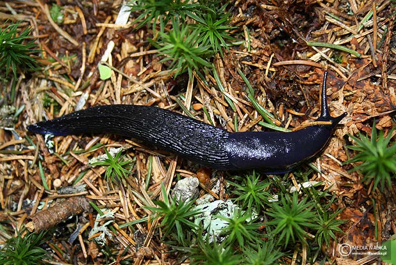 pomrów błękitny (Bielzia coerulans)
