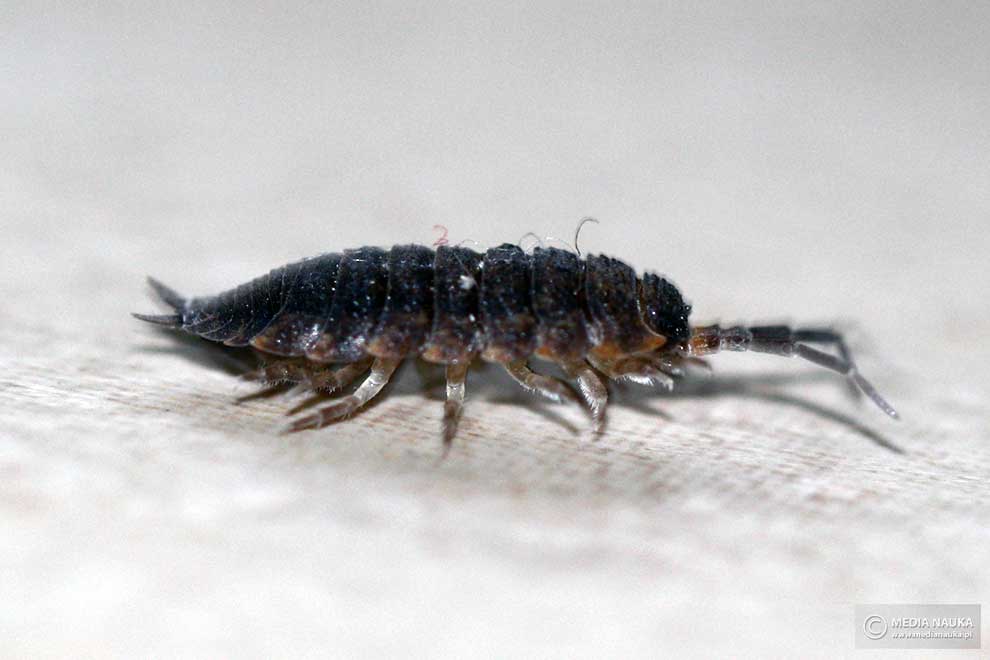 prosionek szorstki (Porcellio scaber)
