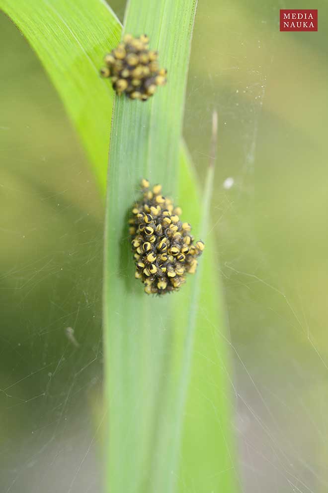 krzyżak ogrodowy (Araneus diadematus)