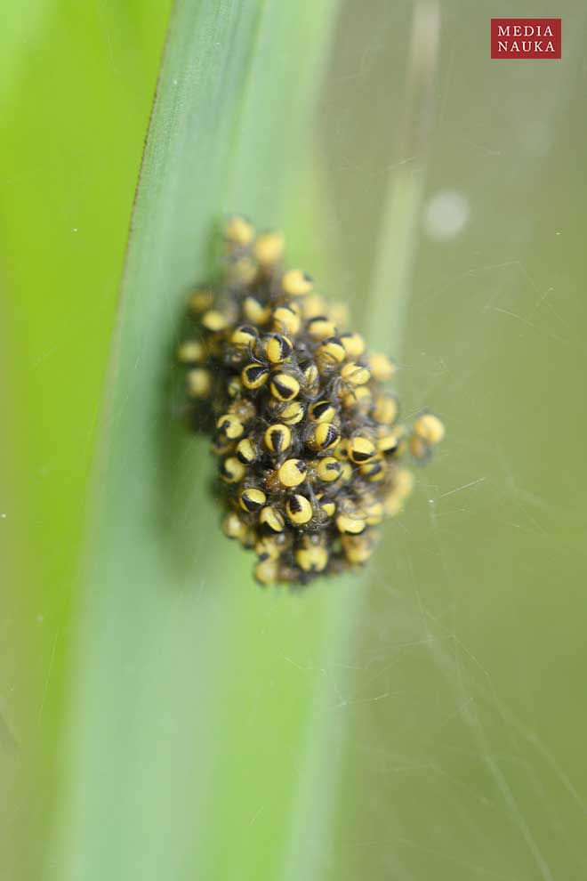 krzyżak ogrodowy (Araneus diadematus)