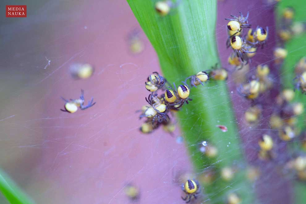 krzyżak ogrodowy (Araneus diadematus)