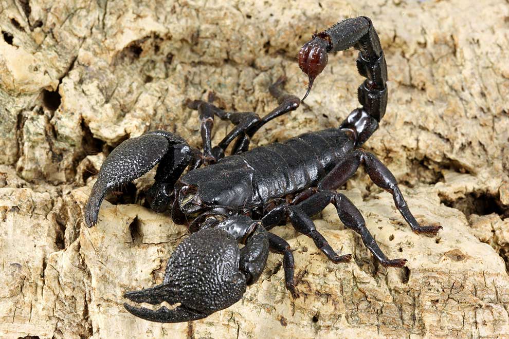skorpion cesarski, strasznik wielki