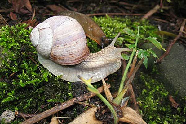 ślimak winniczek (Helix pomatia)