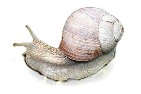 ślimak winniczek (Helix pomatia)