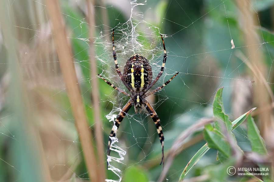 tygrzyk paskowany (Argiope bruennichi)