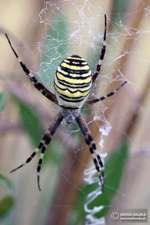tygrzyk paskowany (Argiope bruennichi)