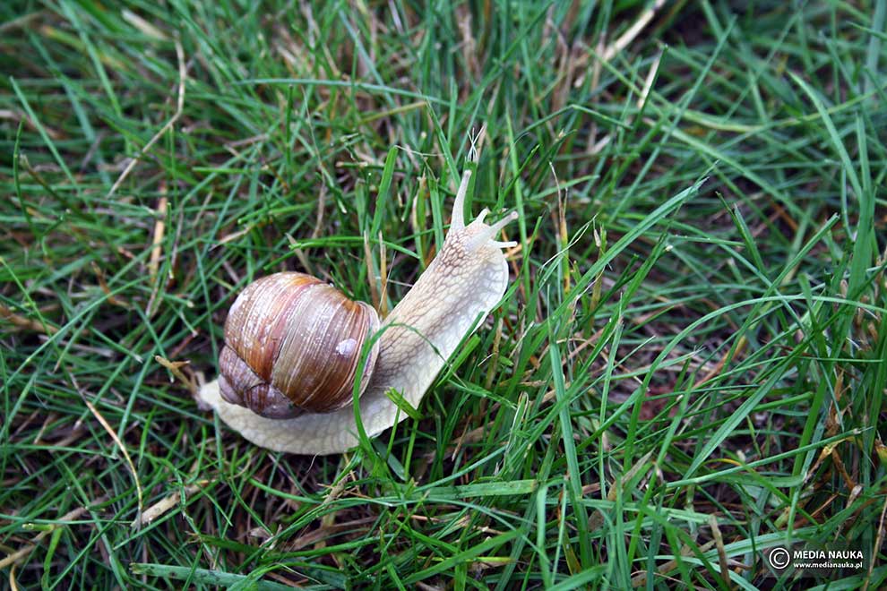 ślimak winniczek (Helix pomatia)