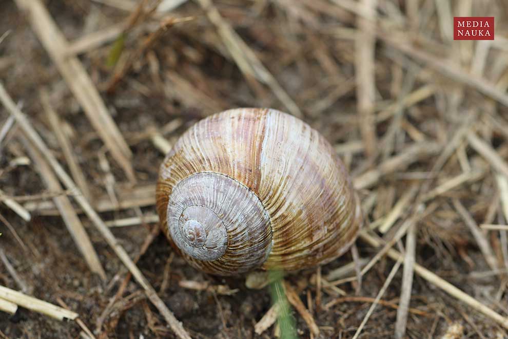 ślimak winniczek (Helix pomatia)