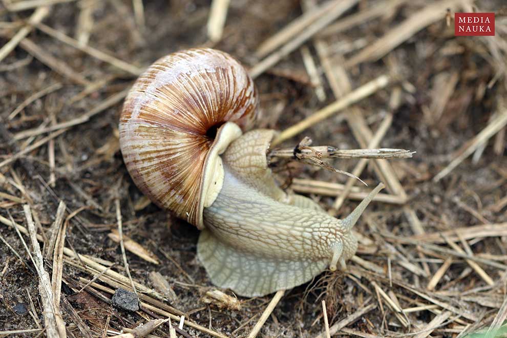 ślimak winniczek (Helix pomatia)