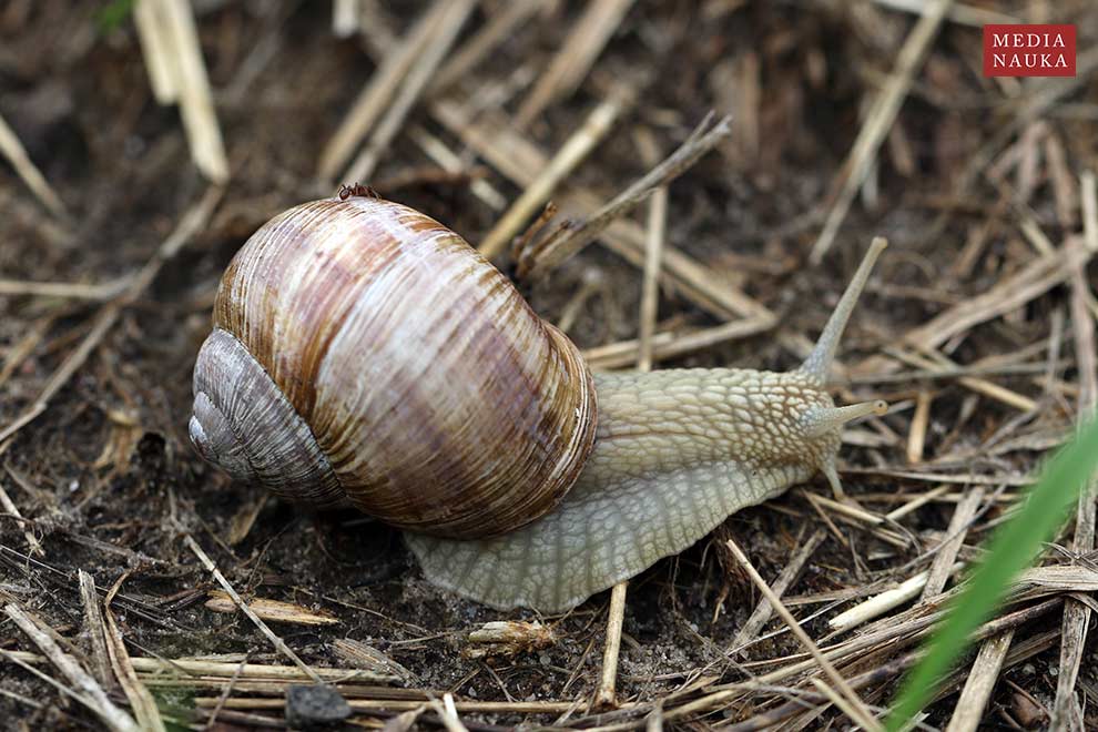 ślimak winniczek (Helix pomatia)
