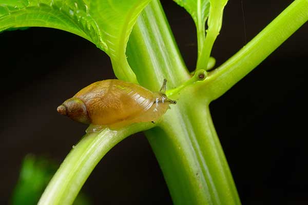 Bursztynka pospolita (Succinea putris)