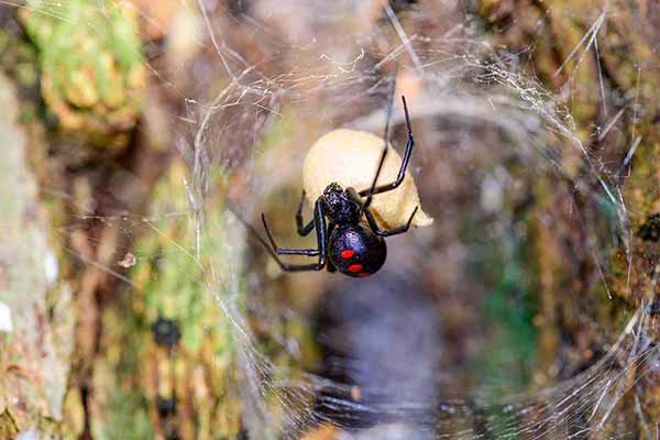 Czarna wdowa (Latrodectus mactans)