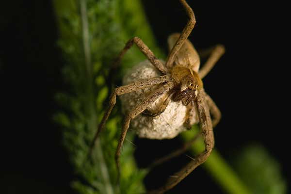 Darownik przedziwny (Pisaura mirabilis)