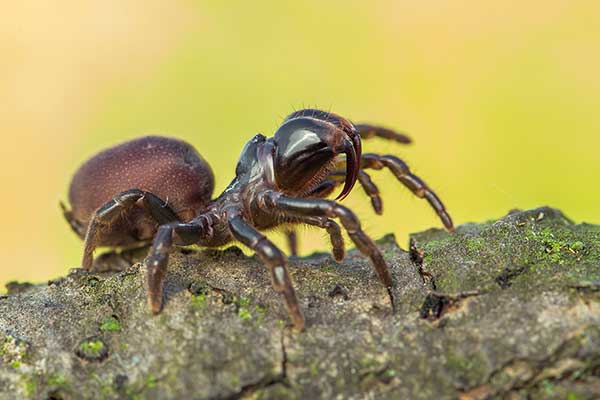 Gryziel stepowy (Atypus muralis)