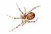 Steatoda castanea