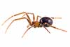 Steatoda grossa 