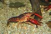 Procambarus clarkii