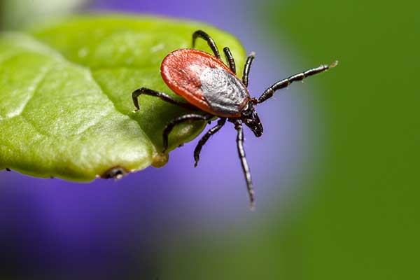 Kleszcz pastwiskowy, kleszcz pospolity (Ixodes ricinus)