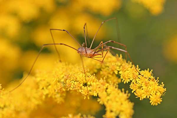 Kosarz zwyczajny (Phalangium opilio)