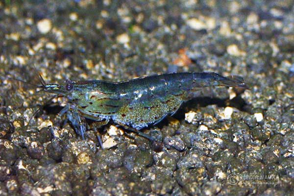 Krewetka amano (Caridina multidentata)