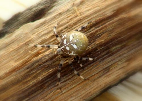 Krzyżak łąkowy (Araneus quadratus)