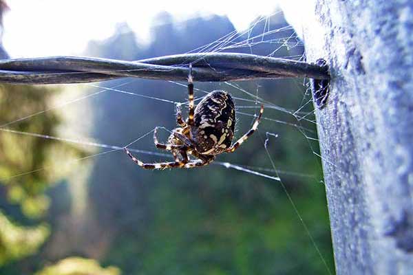 Krzyżak ogrodowy (Araneus diadematus)