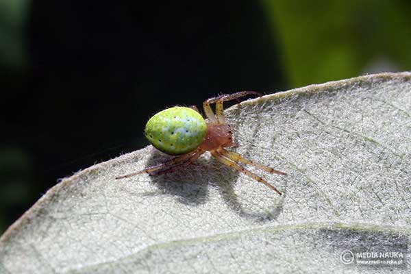 Krzyżak zielony (Araniella cucurbitina)