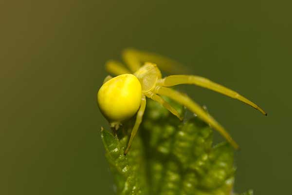 Kwietnik (Misumena vatia)