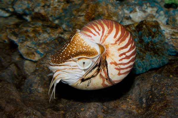 Łodzik piękny, łodzik perłowy (Nautilus pompilius)