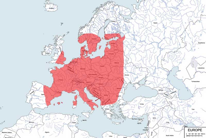 ślimak winniczek - mapa