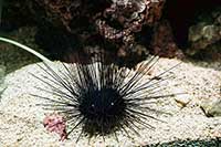 Diadema setosum