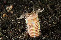 Eunice aphroditois