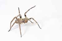 Wałęsak brazylijski Ctenidae