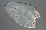 Ciliophora