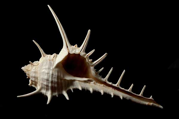 (Murex ternispina)