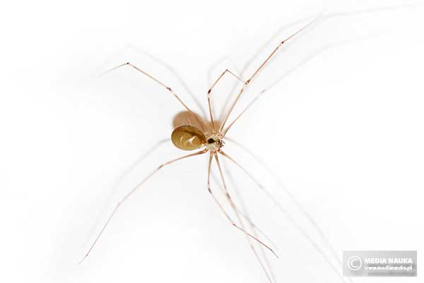 Nasosznik trzęś (Pholcus phalangioides)