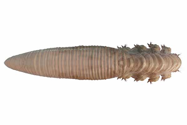 Nużeniec ludzki (Demodex folliculorum)