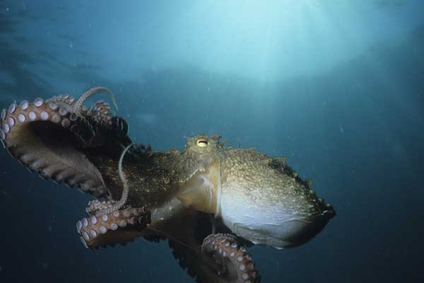 Ośmiornica zwyczajna, ośmiornica pospolita (Octopus vulgaris)