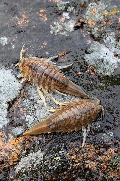 Podwój wielki (Saduria entomon)