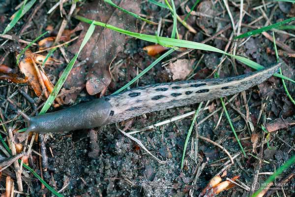 Pomrów czarniawy (Limax cinereoniger)