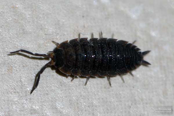 Prosionek szorstki (Porcellio scaber)