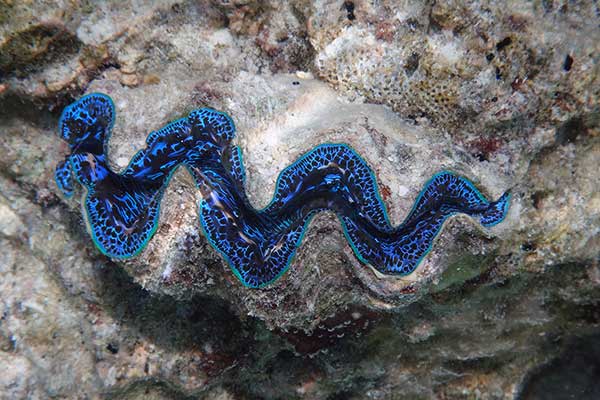 Przydacznia olbrzymia (Tridacna gigas)