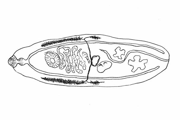 Przywra kocia (Opisthorchis felineus)