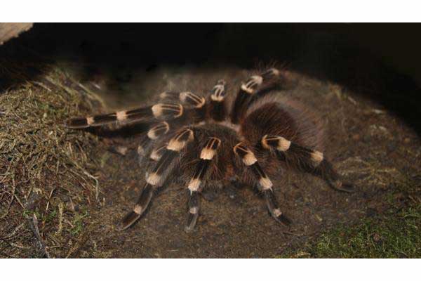 Ptasznik białokolanowy (Acanthoscurria geniculata)