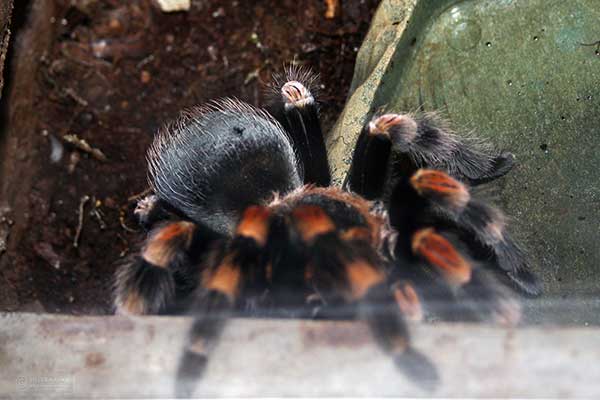 Ptasznik czerwonokolanowy (Brachypelma smithi)