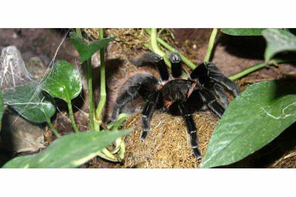 Ptasznik czerwonoodwłokowy (Brachypelma vagans)