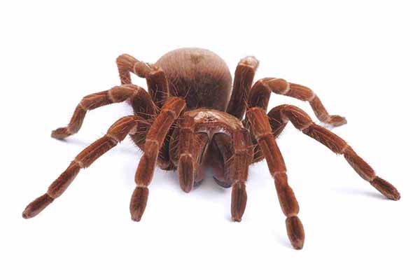 Ptasznik goliat (Theraphosa blondi)